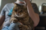 猫,室内飼い,外飼い,危険,外に出す