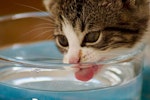 猫,水,ミネラルウォーター,水道水,軟水