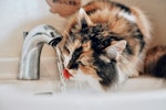 猫,水,ミネラルウォーター,水道水,軟水