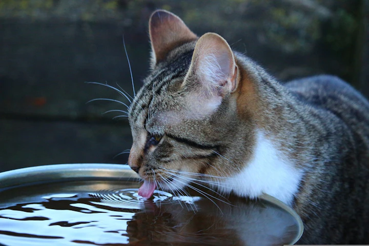猫,水,ミネラルウォーター,水道水,軟水