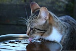 猫,水,ミネラルウォーター,水道水,軟水