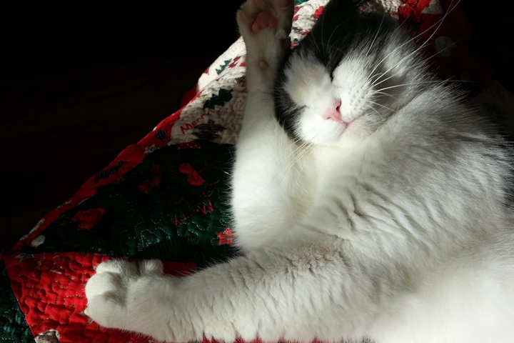 猫,水,ミネラルウォーター,水道水,軟水