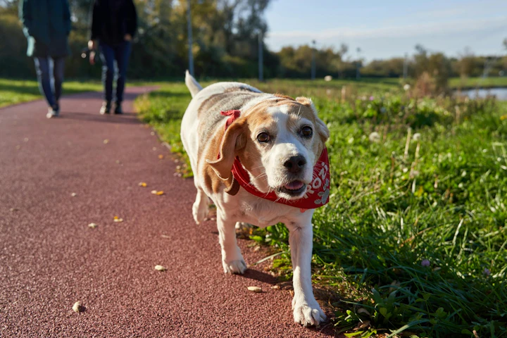 老犬,シニア,散歩,行きたがらない,理由