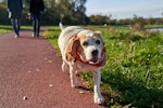 老犬,シニア,散歩,行きたがらない,理由