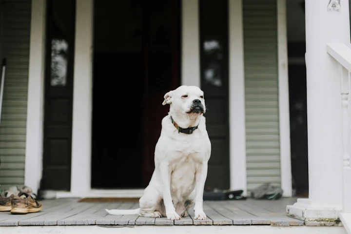 老犬,シニア,散歩,行きたがらない,理由