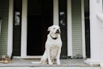 老犬,シニア,散歩,行きたがらない,理由