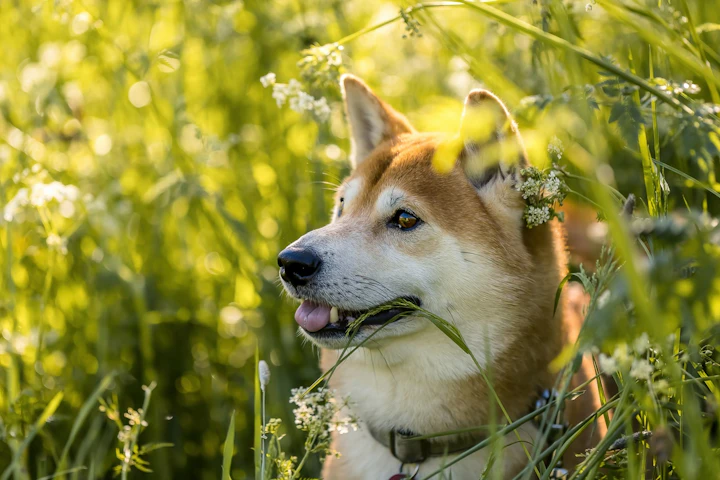 老犬,シニア,散歩,行きたがらない,理由