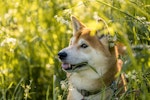 老犬,シニア,散歩,行きたがらない,理由