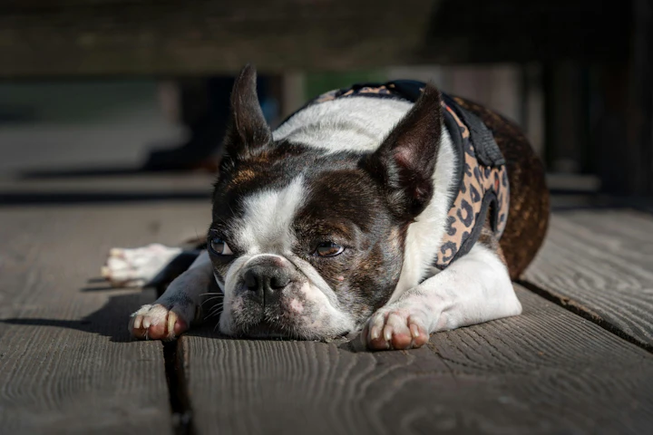 老犬,シニア,散歩,行きたがらない,理由