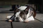 老犬,シニア,散歩,行きたがらない,理由