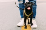 犬,散歩コース,変える,メリット,性格