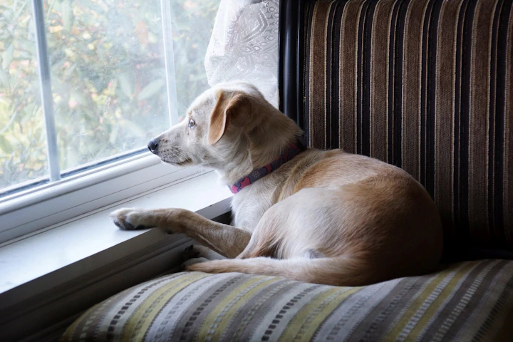犬,猫,日光浴,効果,注意点,健康