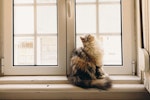 犬,猫,日光浴,効果,注意点,健康