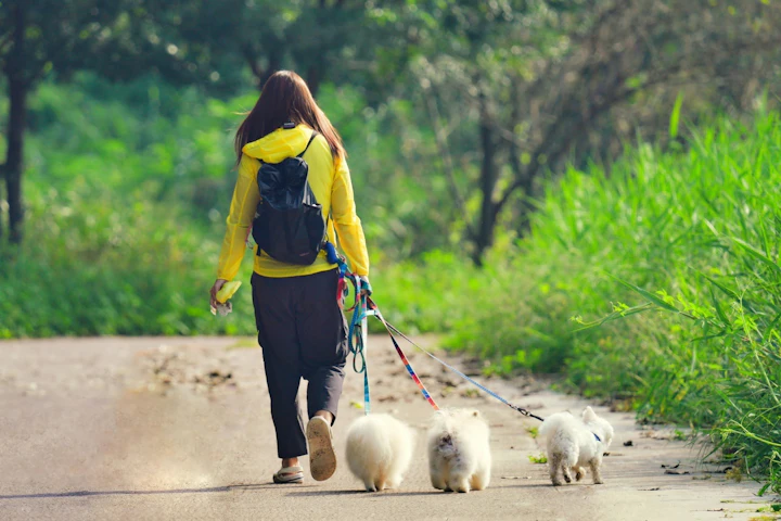 犬,おしっこ,散歩,処理,方法,マナー