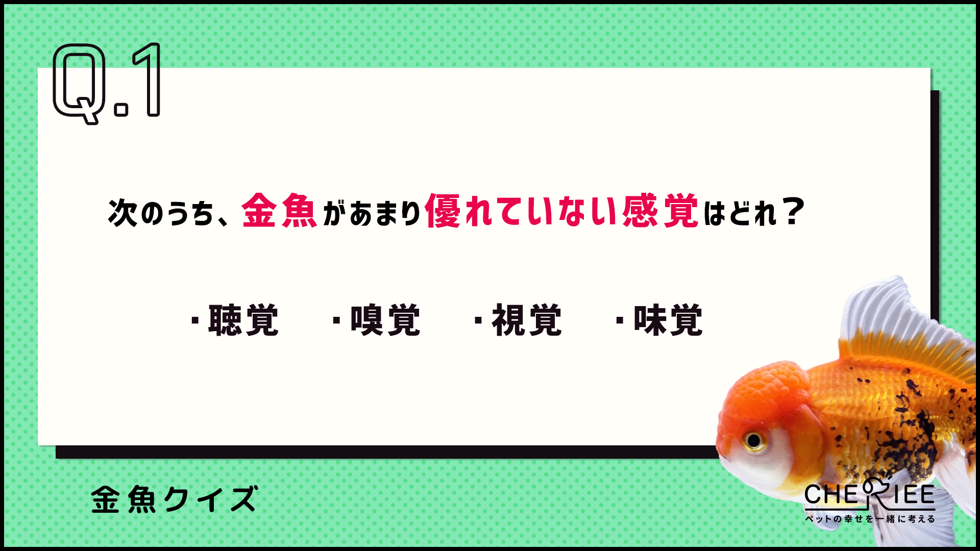 【クイズ】金魚の雑学に挑戦！意外と知らない金魚の豆知識②