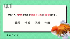 記事カテゴリ第1位