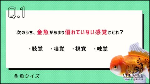 【クイズ】金魚の雑学に挑戦!意外と知らない金魚の豆知識②のアイキャッチ画像