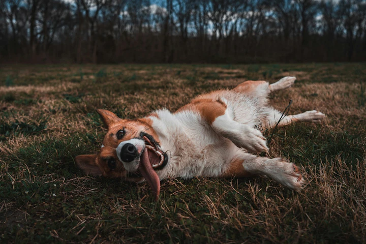 犬,ケア,におい,体臭,原因,対策