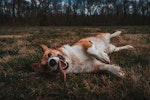 犬,ケア,におい,体臭,原因,対策
