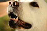 犬,ケア,におい,体臭,原因,対策