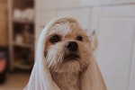 犬,ケア,におい,体臭,原因,対策