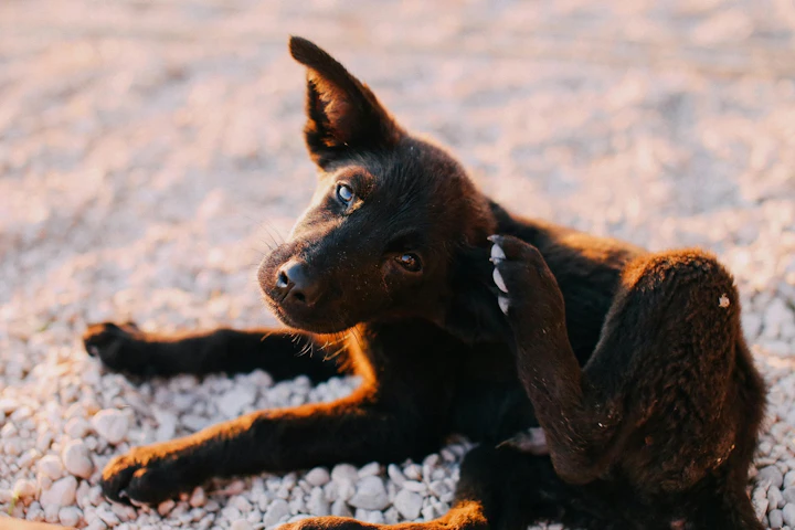 犬,ケア,におい,体臭,原因,対策