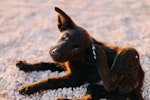犬,ケア,におい,体臭,原因,対策