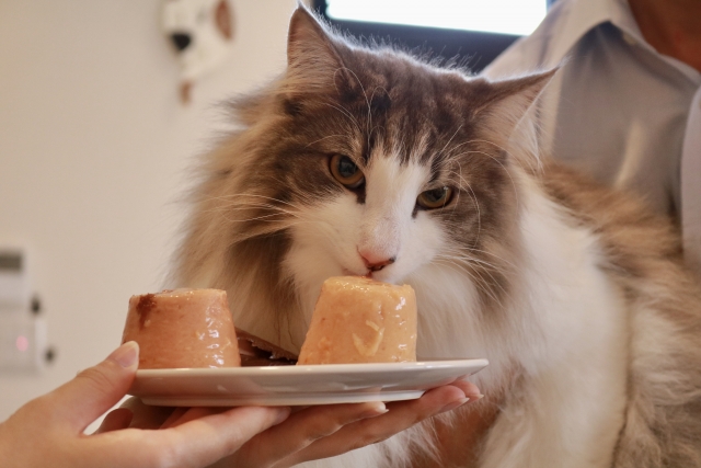 キャットフード,保管,保存,酸化,ドライフード,ウェットフード