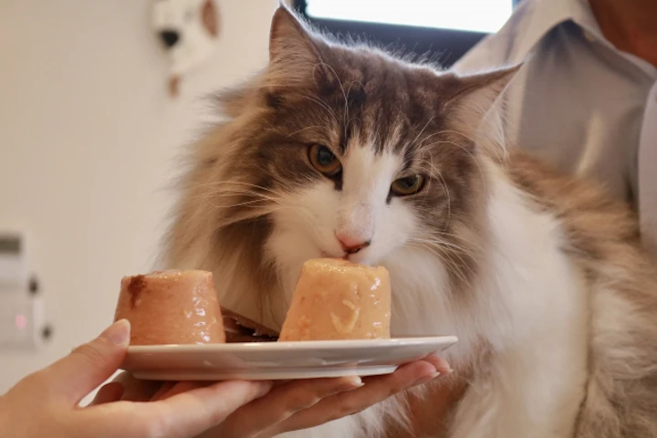 キャットフード,保管,保存,酸化,ドライフード,ウェットフード