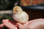 動物,子ども,ふれあい,体験,獣医師