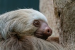 動物,子ども,ふれあい,体験,獣医師
