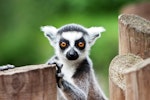 動物,子ども,ふれあい,体験,獣医師