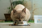 キャットフード,保管,保存,酸化,ドライフード,ウェットフード