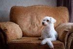 におい,犬,部屋,掃除,消臭