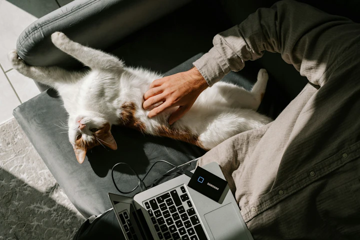 猫,旅行,世話,シッター,ホテル
