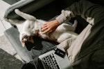 猫,旅行,世話,シッター,ホテル