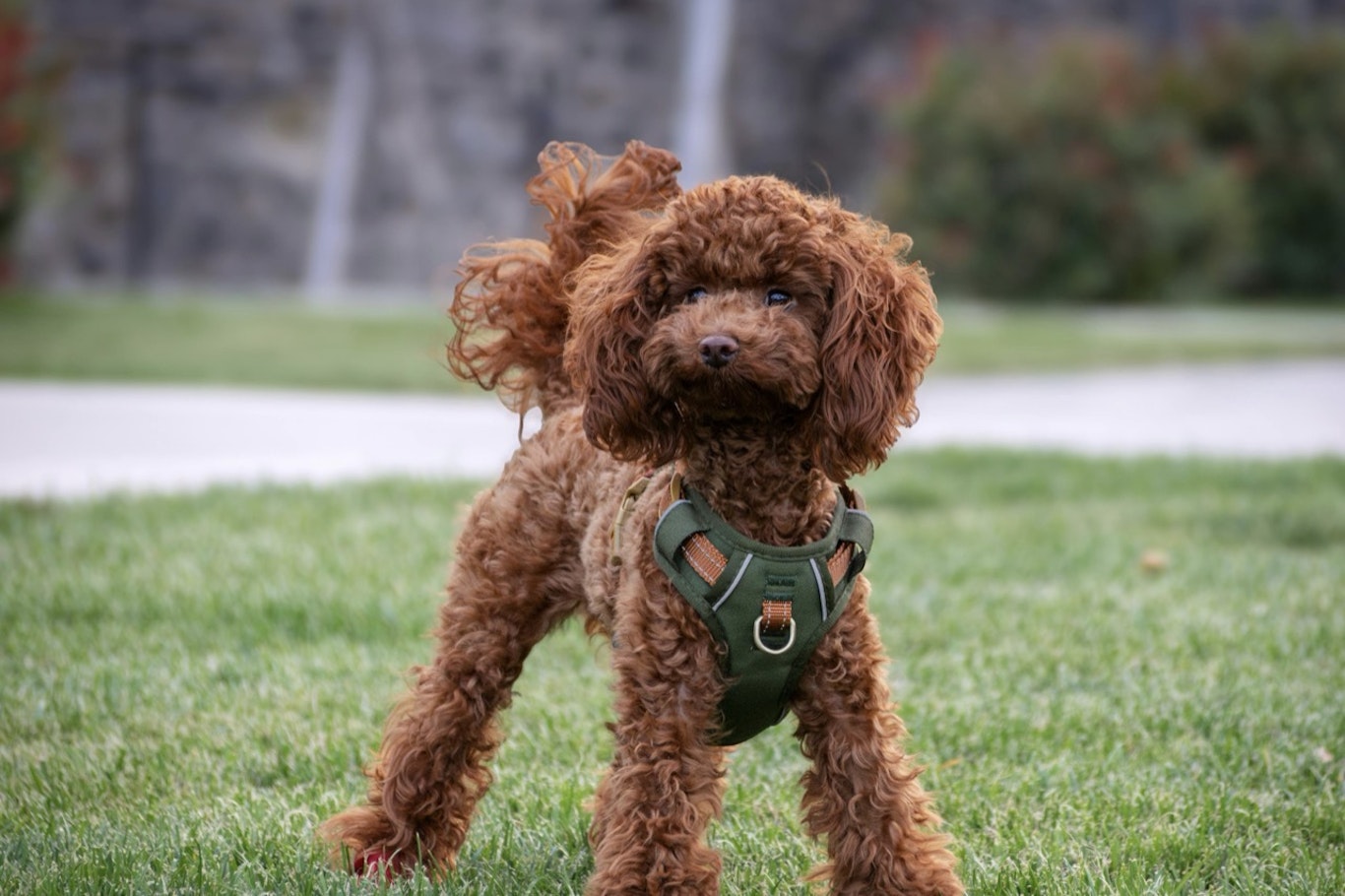 【犬図鑑】トイ・プードルの歴史や特徴、飼い方のポイント