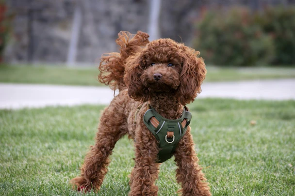 【犬図鑑】トイ・プードルの歴史や特徴、飼い方のポイントのアイキャッチ画像