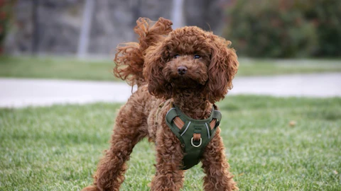 【犬図鑑】トイ・プードルの歴史や特徴、飼い方のポイントのアイキャッチ画像