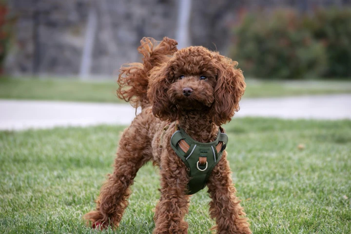 【犬図鑑】トイ・プードルの歴史や特徴、飼い方のポイント - CHERIEE あにまるマガジン