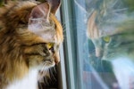 猫,部屋,環境,トイレ,ストレス
