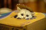 猫,部屋,環境,トイレ,ストレス