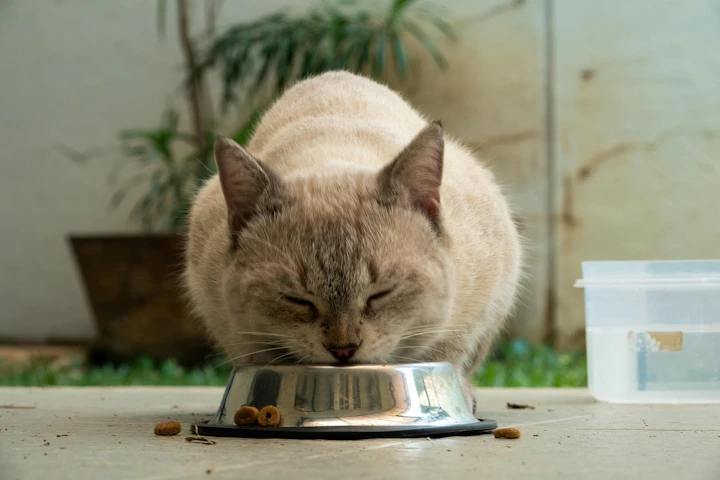 猫,部屋,環境,トイレ,ストレス