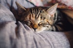 猫,部屋,環境,トイレ,ストレス