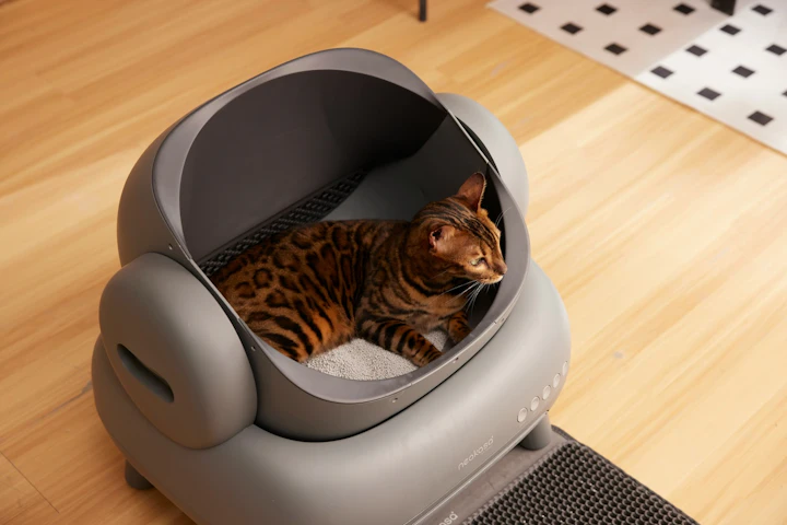 猫,におい,臭い,トイレ,部屋