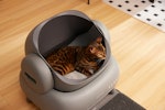 猫,におい,臭い,トイレ,部屋