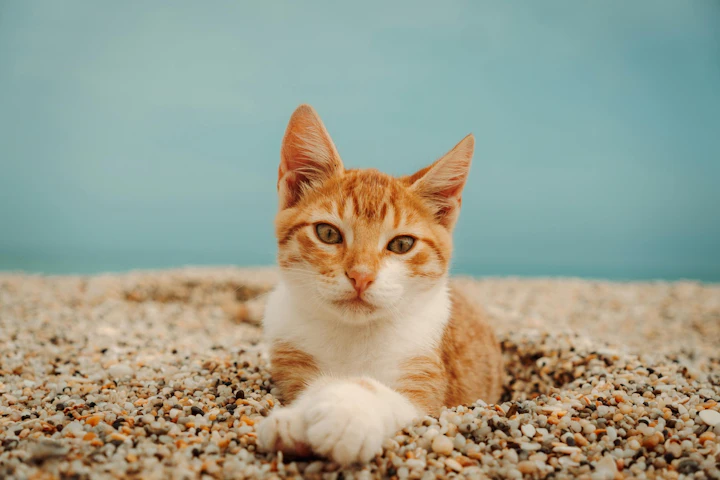 猫,におい,臭い,トイレ,部屋