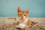 猫,におい,臭い,トイレ,部屋
