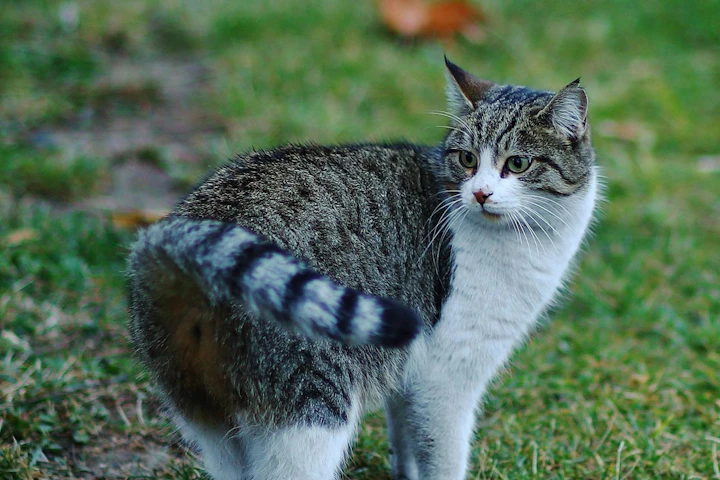 猫,におい,臭い,トイレ,部屋