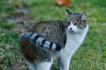 猫,におい,臭い,トイレ,部屋